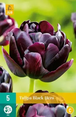 Tulipa Black Hero 5 tulpenbollen - afbeelding 2