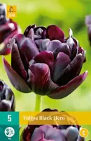 Tulipa Black Hero 5 tulpenbollen - afbeelding 2