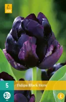 Tulipa Black Hero 5 tulpenbollen - afbeelding 1