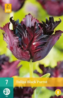 Tulipa Black Parrot 7 tulpenbollen - afbeelding 1
