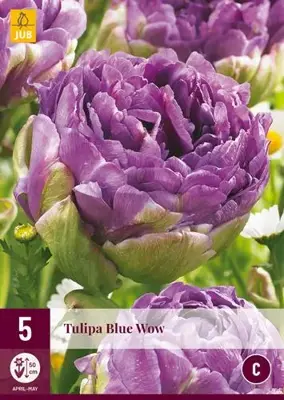 Tulipa blue wow 5st - afbeelding 2