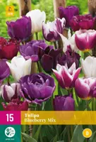Tulipa Blueberry mix 15 tulpenbollen - afbeelding 1