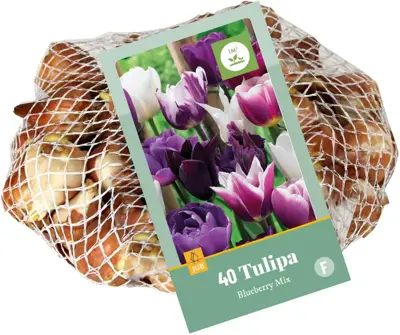 Tulipa blueberry mix 40st - afbeelding 3