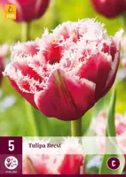 Tulipa Brest 5 tulpenbollen - afbeelding 1