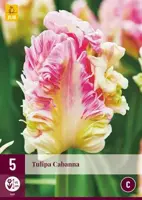 Tulipa cabanna 5 bloembollen - afbeelding 2