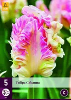 Tulipa cabanna 5 bloembollen - afbeelding 1