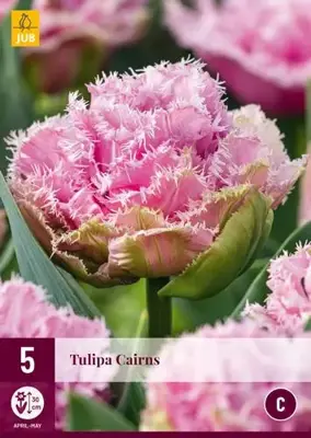 Tulipa Cairns 5 tulpenbollen - afbeelding 1