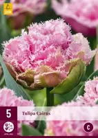 Tulipa Cairns 5 tulpenbollen - afbeelding 1