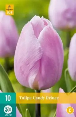 Tulipa Candy Prince 10 tulpenbollen - afbeelding 1