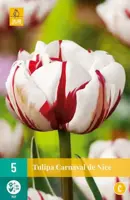 Tulipa Carnaval de Nice 5 tulpenbollen - afbeelding 3