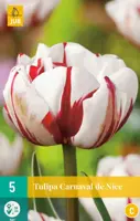 Tulipa Carnaval de Nice 5 tulpenbollen - afbeelding 1
