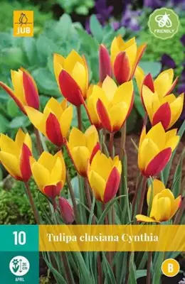 Tulipa clusiana Cynthia 10 tulpenbollen - afbeelding 2