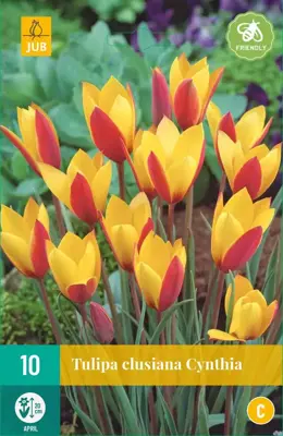 Tulipa clusiana Cynthia 10 tulpenbollen - afbeelding 1