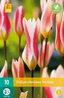 Tulipa clusiana stellata 10st - afbeelding 2