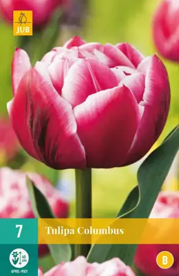Tulipa Columbus 7 tulpenbollen - afbeelding 1