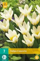 Tulipa Concerto 7 tulpenbollen - afbeelding 2