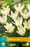 Tulipa Concerto 7 tulpenbollen - afbeelding 1