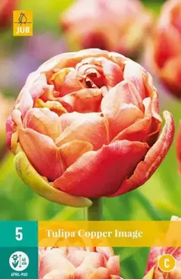 Tulipa Copper Image 5 stuks - afbeelding 1