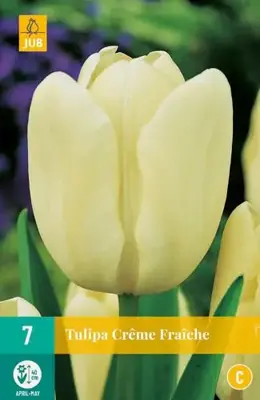 Tulipa creme fraiche 7 bloembollen - afbeelding 2