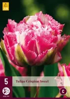 Tulipa Crispion Sweet 5 tulpenbollen - afbeelding 2