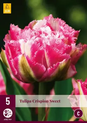 Tulipa Crispion Sweet 5 tulpenbollen - afbeelding 1