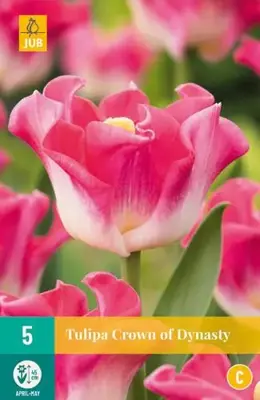 Tulipa Crown of Dynasty 5 tulpenbollen - afbeelding 1