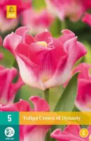 Tulipa Crown of Dynasty 5 tulpenbollen - afbeelding 1