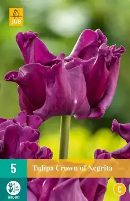 Tulipa Crown of Negrita 5 tulpenbollen - afbeelding 1