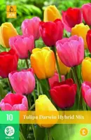 Tulipa Darwin Hybride 10 tulpenbollen - afbeelding 1