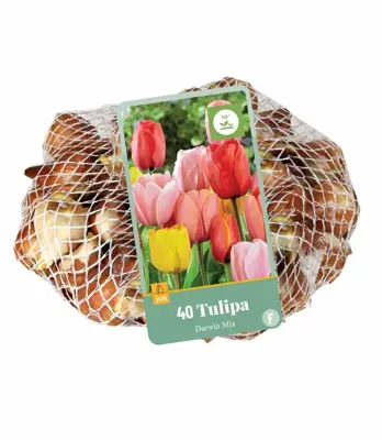 Tulipa Darwin hybride mix 40 tulpenbollen - afbeelding 1