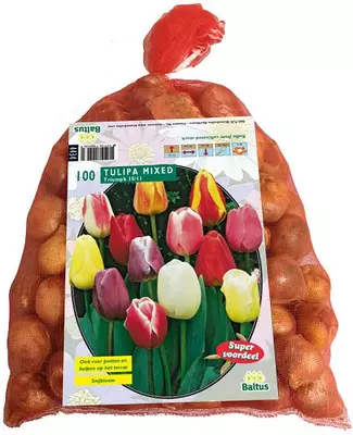 Tulipa darwin mix 100 stuks - afbeelding 1