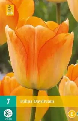 Tulipa Daydream 7 tulpenbollen - afbeelding 1