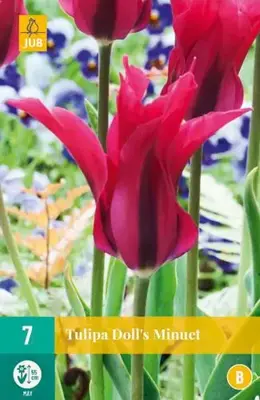 Tulipa Dolls Minuet 7 tulpenbollen - afbeelding 1