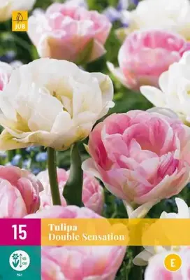 Tulipa Double Sensation 15 tulpenbollen - afbeelding 2