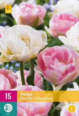 Tulipa Double Sensation 15 tulpenbollen - afbeelding 1