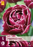Tulipa Dream Touch 5 tulpenbollen - afbeelding 1