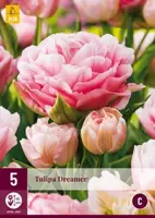 Tulipa Dreamer 5 tulpenbollen - afbeelding 2