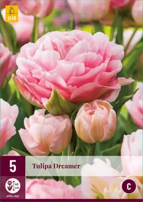 Tulipa Dreamer 5 tulpenbollen - afbeelding 1