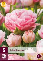 Tulipa Dreamer 5 tulpenbollen - afbeelding 1