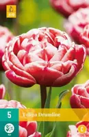 Tulipa Drumline 5 tulpenbollen - afbeelding 2