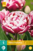 Tulipa Drumline 5 tulpenbollen - afbeelding 1