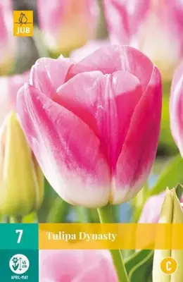 Tulipa Dynasty 7 tulpenbollen - afbeelding 1