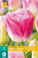 Tulipa Dynasty 7 tulpenbollen - afbeelding 1