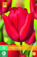 Tulipa Escape 10 tulpenbollen - afbeelding 2