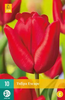 Tulipa Escape 10 tulpenbollen - afbeelding 1