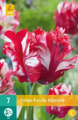 Tulipa Estella Rijnveld 7 tulpenbollen - afbeelding 1