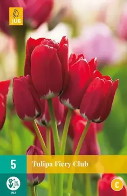 Tulipa Fiery Club 5 tulpenbollen - afbeelding 2