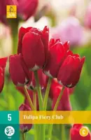 Tulipa Fiery Club 5 tulpenbollen - afbeelding 2