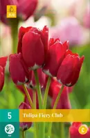 Tulipa Fiery Club 5 tulpenbollen - afbeelding 1