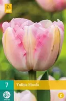 Tulipa Finola 7 stuks - afbeelding 1